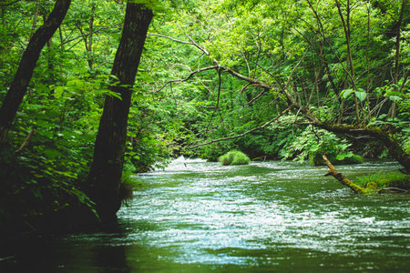 Oirase stream