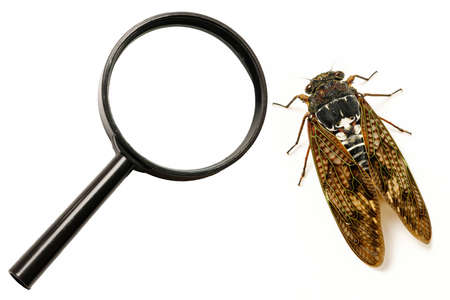 Insect observationの写真素材