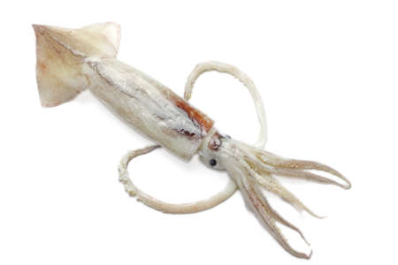 Raw Squidの写真素材