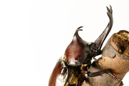 Beetleの写真素材