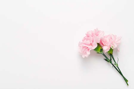 Pink carnation and white backgroundの写真素材