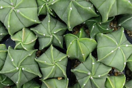 Cactus beautiful plant summer minimal styleの写真素材