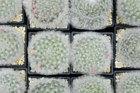 Cactus beautiful plant summer minimal styleの写真素材