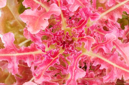 Fresh organic green oak lettuce vegetable plant farmの写真素材