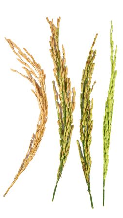 Rice closeup on white backgroundの写真素材