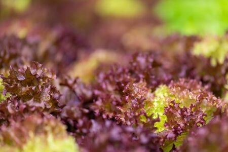 Fresh organic green oak lettuce vegetable plant farmの写真素材