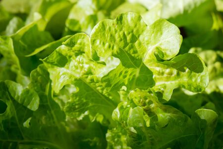 Fresh organic green oak lettuce vegetable plant farmの写真素材