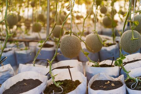 Fresh lot of melons hanging  plants growing in greenhouseの写真素材