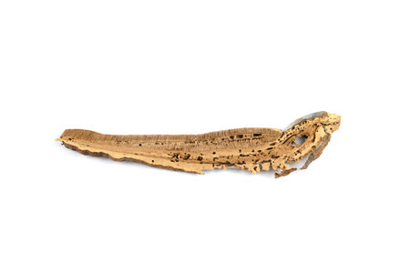 Dried lingzhi mushroom ganoderma with perforated moth
