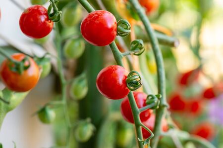 Fresh lot of tomato hanging  plants growing in greenhouseの写真素材