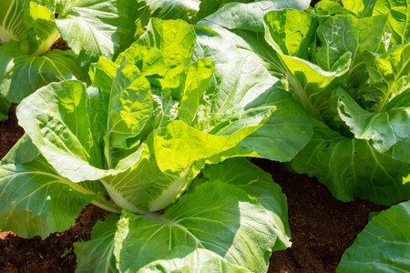 Fresh organic green oak lettuce vegetable plant farm