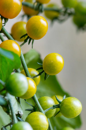 Fresh lot of tomato hanging  plants growing in greenhouseの写真素材