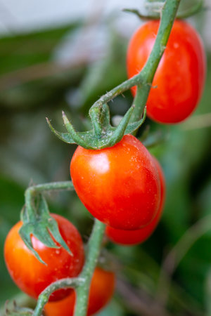 Fresh lot of tomato hanging  plants growing in greenhouseの写真素材