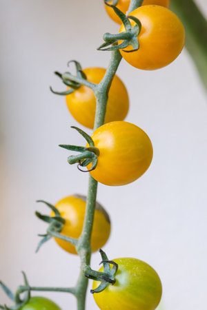 Yellow cherry tomatoes on a branch. Close-up, selective focus.の写真素材