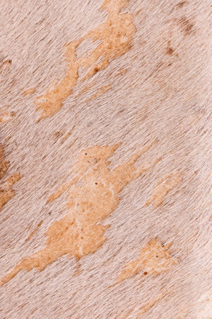 Background photo color of cowhide fur. Close-upの写真素材