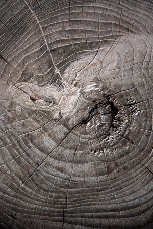 Old wood texture. Lining boards wall. Wooden background. pattern. Showing growth ringsの写真素材