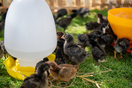 chickens in the henhouse on the grass in the sunの写真素材