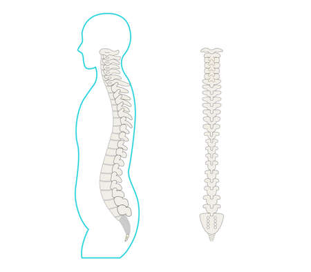 Illustration of the spine, spine and sideways human body.のイラスト素材