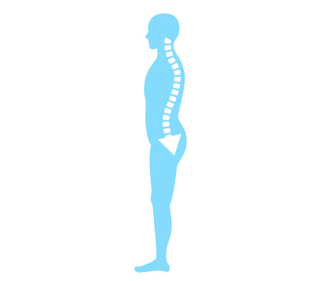 Pelvic forward and backward tilt: Correct posture and body illustrationのイラスト素材