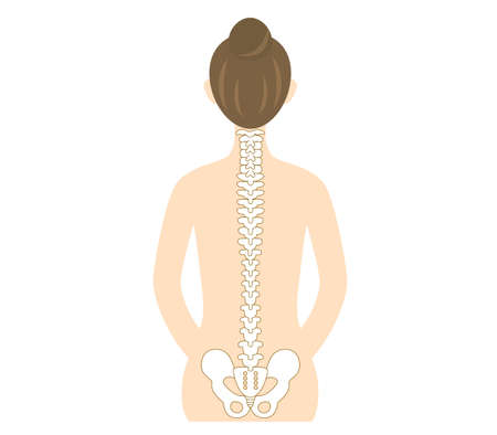 Illustration of the back of a woman with a beautiful spineのイラスト素材