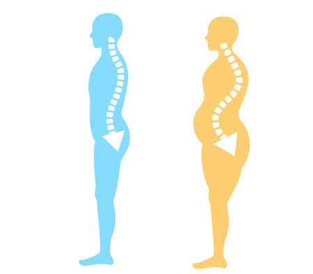 Pelvic forward and backward tilt: Correct posture and body illustrationのイラスト素材