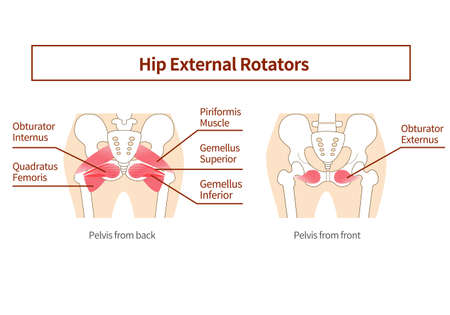 Inner muscle illustration of hip external rotation six musclesのイラスト素材