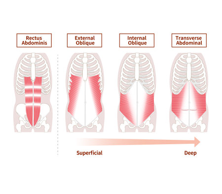 Anatomy of the abdominal muscle group muscle illustration setのイラスト素材