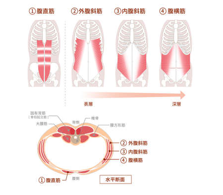 Illustration of positional structure and overlap of abdominal muscle groups Illustration Frontal and cross-sectional viewsのイラスト素材