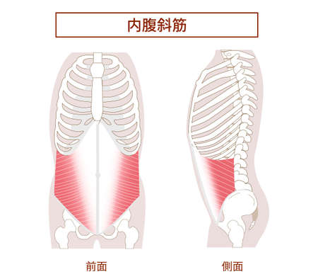Abdominal muscle groups Illustrative illustrations of the internal abdominal oblique muscles Lateral and frontal viewsのイラスト素材