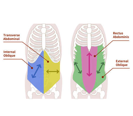 Illustration illustrating the direction of muscle fibers in the abdominal muscle groupのイラスト素材