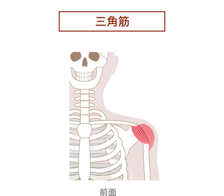 Deltoid muscle anatomy muscle illustrationのイラスト素材