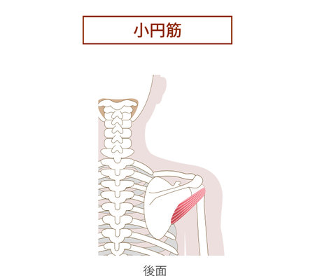Anatomy muscle illustration of small circle rotator cuffのイラスト素材