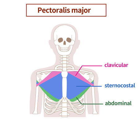 Illustration of the anatomy of the pectoralis major muscleのイラスト素材