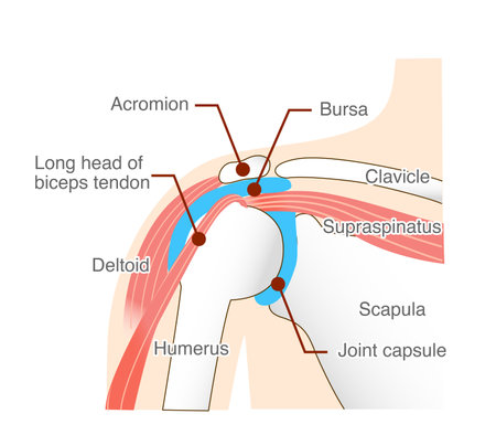 Muscles and anatomical structures around the shoulder jointのイラスト素材