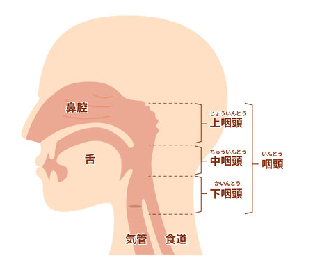 Illustration of nasal cavity and pharyngeal anatomy from lateral viewのイラスト素材