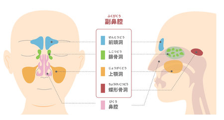 Illustrative illustrations of the anatomy of the paranasal sinuses from frontal and lateral sagittal plane viewsのイラスト素材