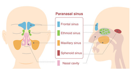 Illustrative illustrations of the anatomy of the paranasal sinuses from frontal and lateral sagittal plane viewsのイラスト素材