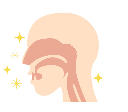 Illustration of nasal cavity and pharyngeal anatomy from lateral viewのイラスト素材