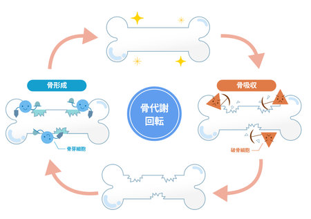 Mechanisms of bone resorption and bone formation by osteoclasts and osteoblasts. Bone Remodeling Cycleのイラスト素材