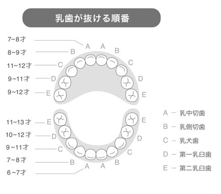 Black and white illustration explaining the timing and names of baby teethのイラスト素材