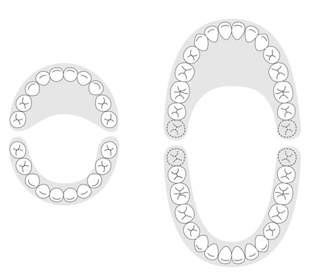 Black and white explanation set of permanent and baby teethのイラスト素材