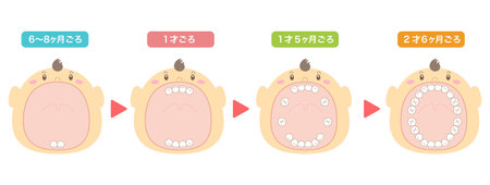 Explanation of when milk teeth come in and an illustration of a baby with its mouth wide openのイラスト素材