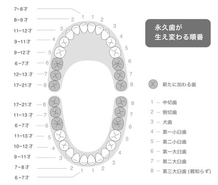 Black and white diagram explaining the timing, alignment and names of permanent teethのイラスト素材