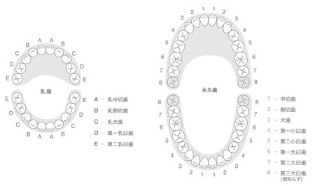 Black and white set of explanations of the dentition of permanent and baby teeth and their namesのイラスト素材