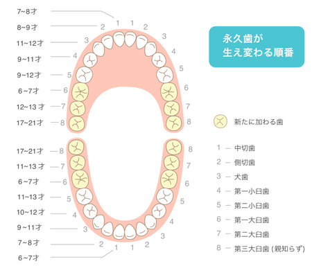 An explanation of the timing, alignment and names of permanent teethのイラスト素材