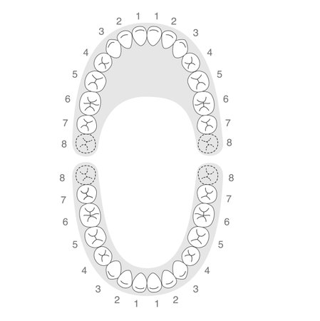 Black and white Explanation of the permanent dentition and its namesのイラスト素材