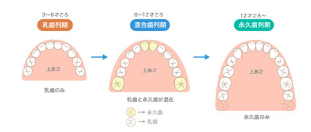 The number of teeth changing with age, the newly erupting teeth, and the alignment of the teeth.のイラスト素材