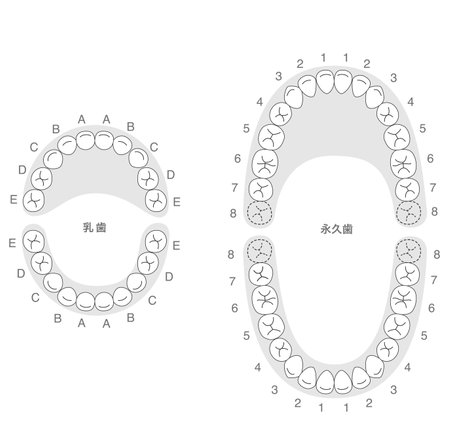 Black and white, A set explaining the dental arches of permanent and baby teeth, along with their respective names.のイラスト素材