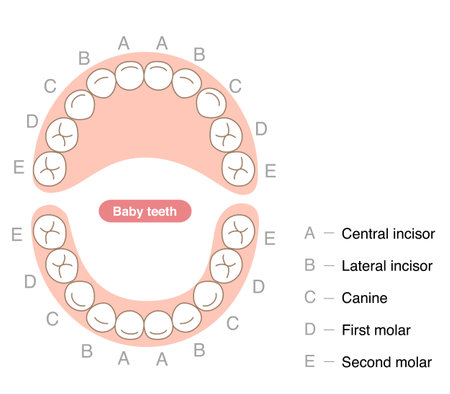 The primary dentition,Baby teethのイラスト素材