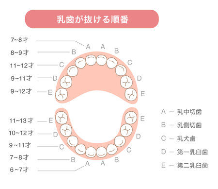 Baby teeth fall out chartのイラスト素材